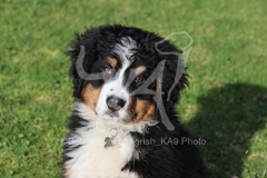 Bernese Mountain Dog