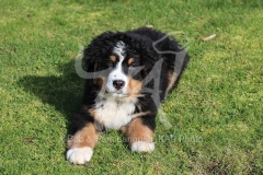 Bernese Mountain Dog
