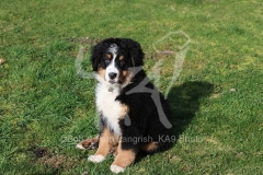 Bernese Mountain Dog