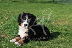 Bernese Mountain Dog