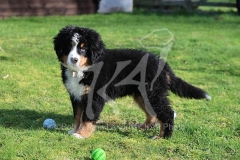 Bernese Mountain Dog