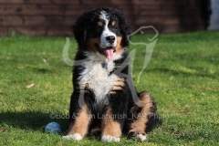 Bernese Mountain Dog