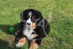 Bernese Mountain Dog