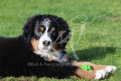 Bernese Mountain Dog