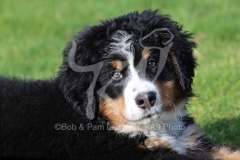 Bernese Mountain Dog