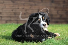 Bernese Mountain Dog
