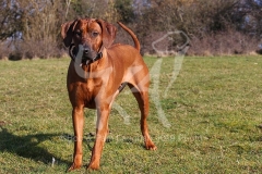 Rhodesian Ridgeback