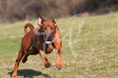 Rhodesian Ridgeback