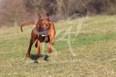 Rhodesian Ridgeback