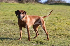 Rhodesian Ridgeback