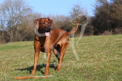 Rhodesian Ridgeback