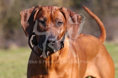 Rhodesian Ridgeback