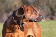 Rhodesian Ridgeback