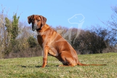 Rhodesian Ridgeback