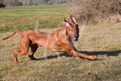 Rhodesian Ridgeback