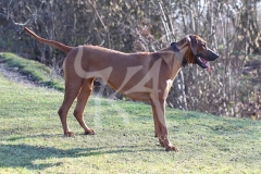 Rhodesian Ridgeback