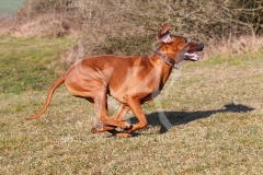 Rhodesian Ridgeback