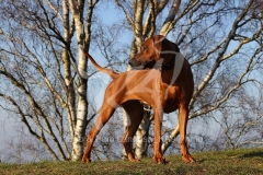 Rhodesian Ridgeback