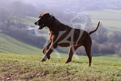 Rhodesian Ridgeback