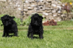 Affenpinscher