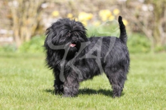 Affenpinscher
