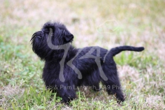 Affenpinscher