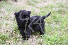 Affenpinscher
