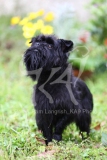 Affenpinscher
