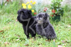 Affenpinscher
