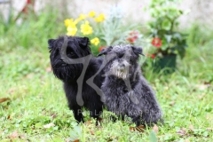 Affenpinscher