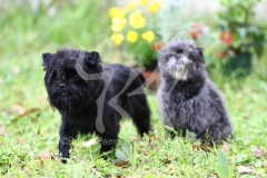 Affenpinscher