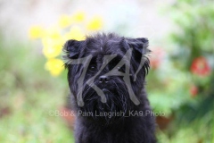 Affenpinscher