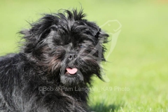 Affenpinscher