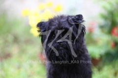 Affenpinscher