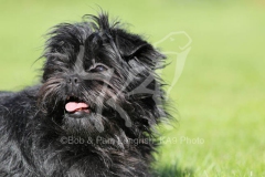 Affenpinscher