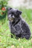 Affenpinscher