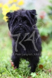 Affenpinscher