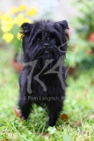 Affenpinscher