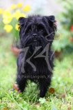 Affenpinscher