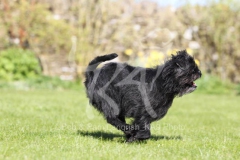 Affenpinscher