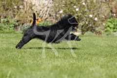 Affenpinscher