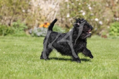 Affenpinscher
