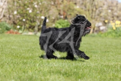 Affenpinscher