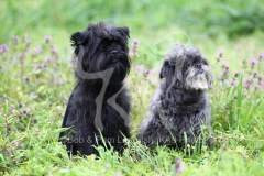 Affenpinscher