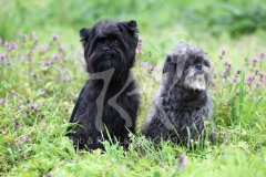 Affenpinscher