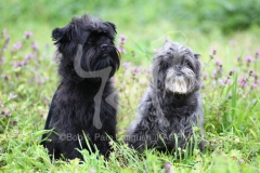 Affenpinscher