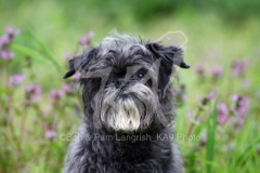 Affenpinscher