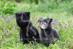 Affenpinscher