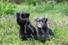 Affenpinscher