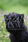 Affenpinscher